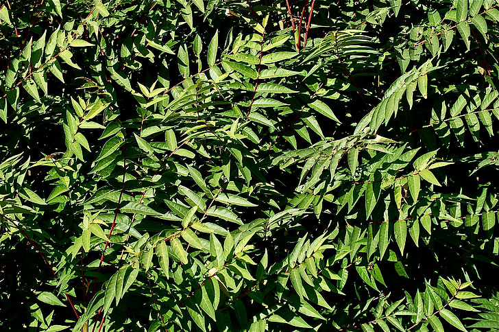 leaves, green, vegetable, tree, grass, backwards, texture