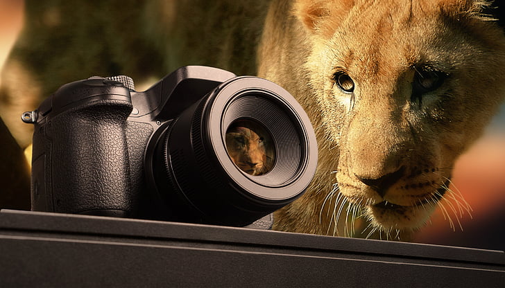 fotografering, løve, dyr, vilde dyr, pattedyr, Sydafrika, Paw