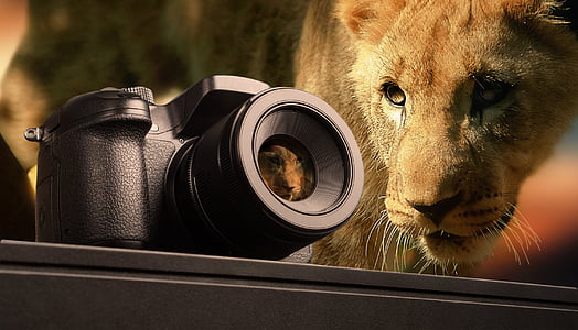 fotografie, Leu, animale, animale sălbatice, mamifer, Africa de Sud, laba