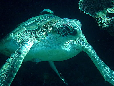 schildpad, onderwater, meeresbewohner, zee, dier, schepsel, sluiten