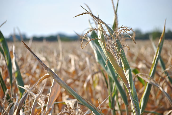 corn, summer, field, harvest, plant, drought, dry