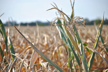 kukorica, nyári, a mező, betakarítás, növény, aszály, száraz