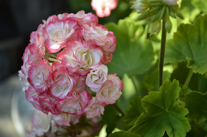 květ, květ, Bloom, Příroda