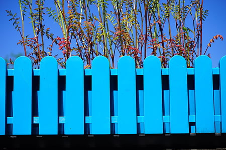 capsa de flors, blau, tanca de jardí, herba, planta, arbre, a l'exterior