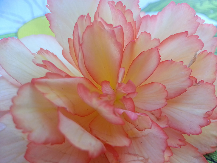 begonia, bunga, makro, Cantik, Blossom, alam, merah muda