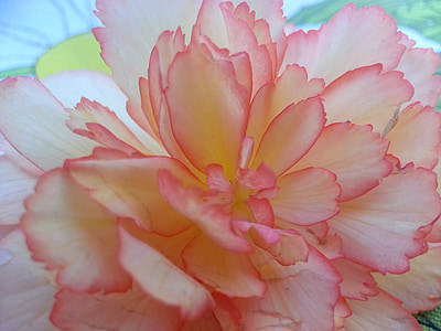 begonia, flower, macro, beautiful, blossom, nature, pink