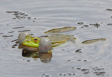 Frosch-Teich, Frosch, Grün, grüner Frosch, Wasser, hoch, Tier
