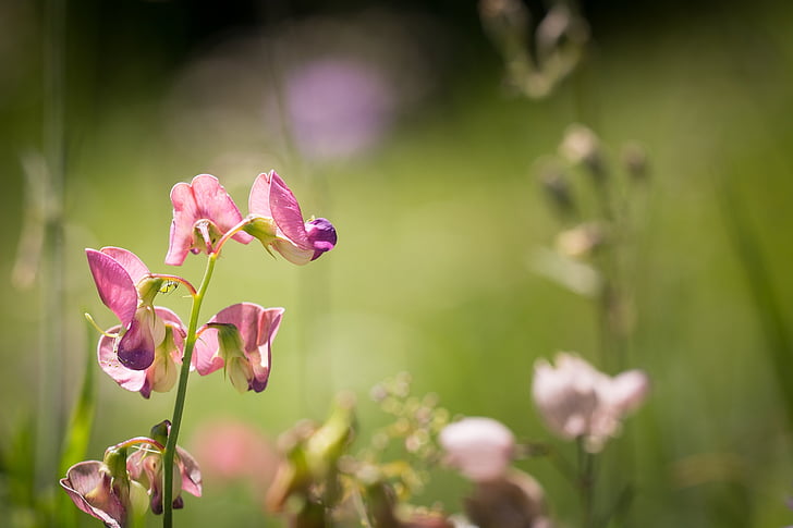 juuremugulad rand, Lathyrus tuberosus, terav lill, lilled, roosad lilled, loodus, suvel