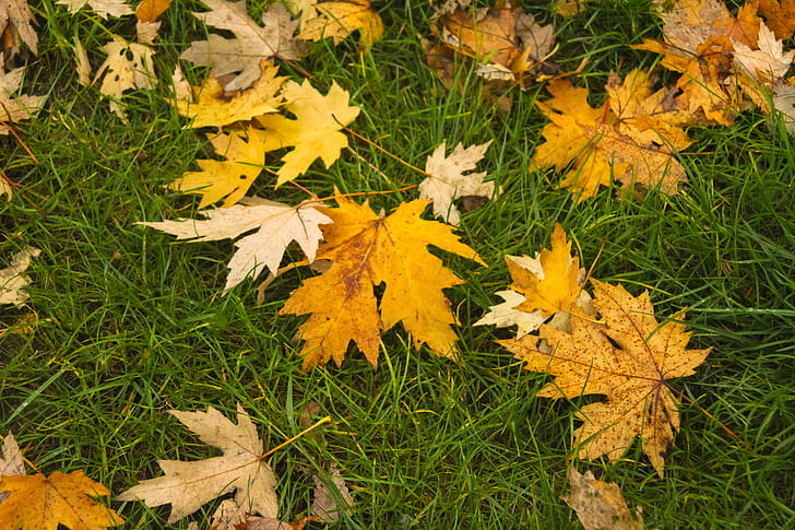 Осень, листья, коричневый