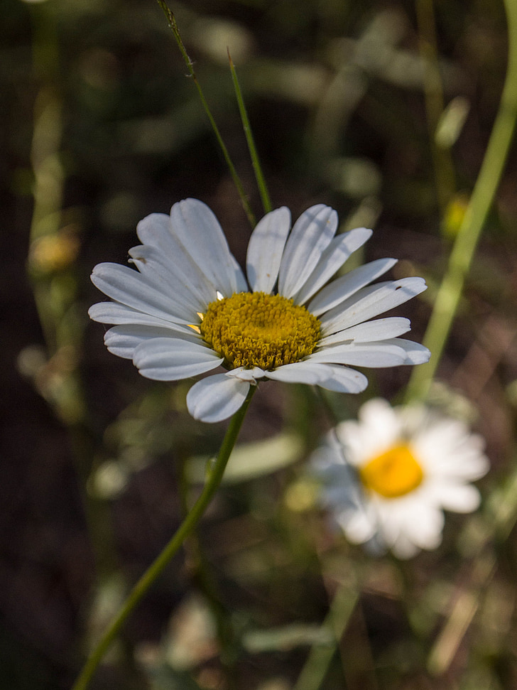 Daisy, blommor, vit, Flora, naturen, kronblad
