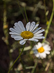 danutz, flori, alb, Flora, natura, petale