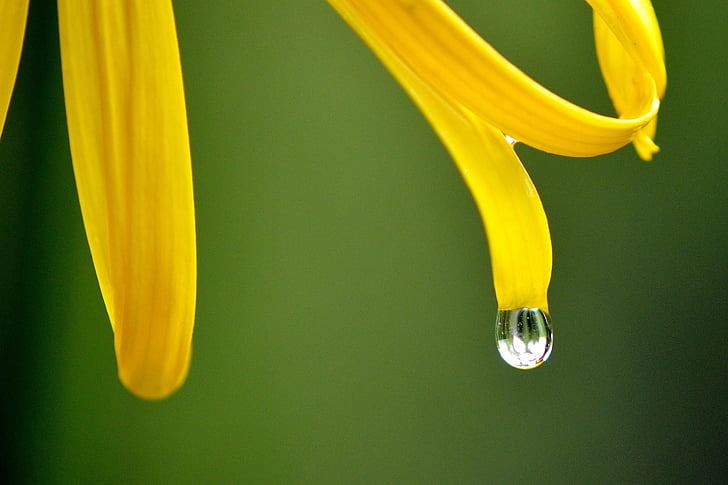 cvet, rumena, kaplja dežja, dež, mokro, narave, cvetnih listov