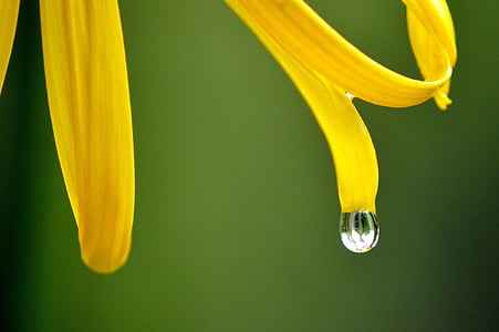 flower, yellow, raindrop, rain, wet, nature, petals