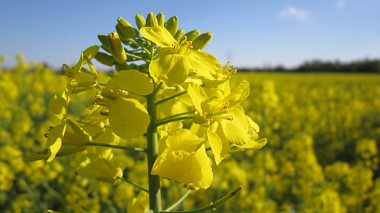 rape blossom, field of rapeseeds, yellow, blossom, bloom, spring, agriculture