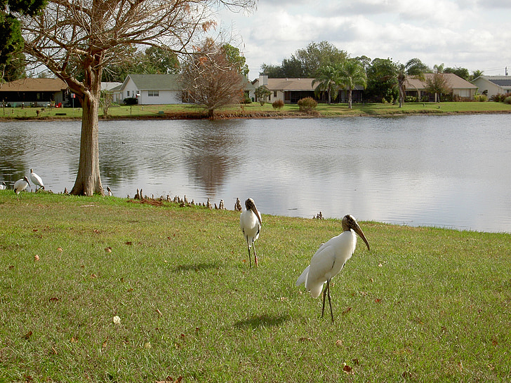 Egret, jezero, voda, Příroda, pták, volně žijící zvířata, Florida