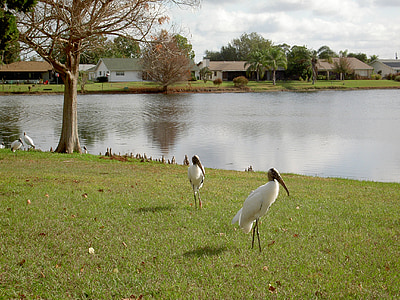 Garça-branca-, Lago, água, natureza, pássaro, vida selvagem, Florida