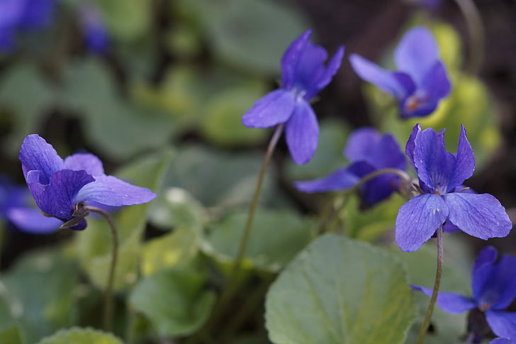 violeta, flores, planta, planta de violeta, violeta azul, flor, floración