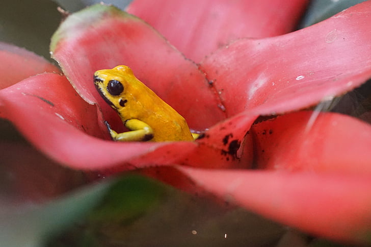 Poison frog, kleine, Regenwald