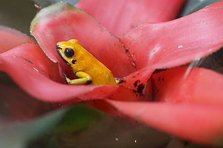 nuodų varlė, mažas, Rainforest