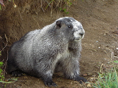 marmot, mammal, animal, mountain, rainier, park, flower