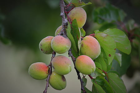 aprikozes, augļi, daba
