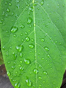 leaf, green, drop of water, costs