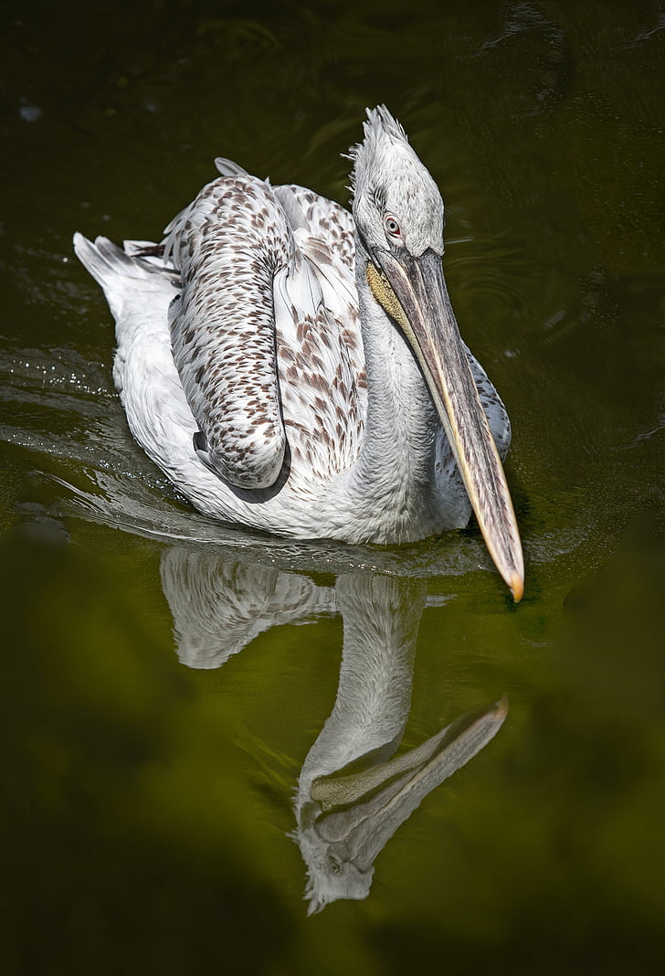 spoonbill, waterfowl, bird, green, pond, reflection, pelican