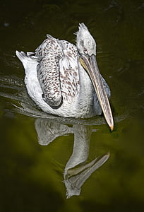 lopătar, păsările de apă, pasăre, verde, iaz, reflecţie, Pelican
