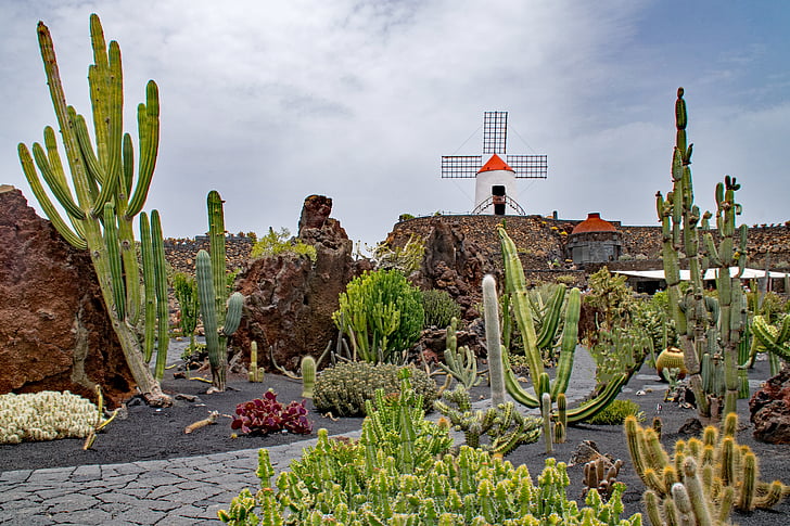 Jardin de cactus, kaktus, Lanzarote, Španělsko, zajímavosti Afriky, Guatiza, větrný mlýn