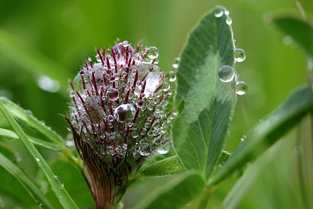Πάουλ Κλέε, Trifolium, κόκκινο τριφύλλι, Έναρξη άνθος τριφύλλι, Trifolium pratense, δειγμένο λουλούδι, μωβ