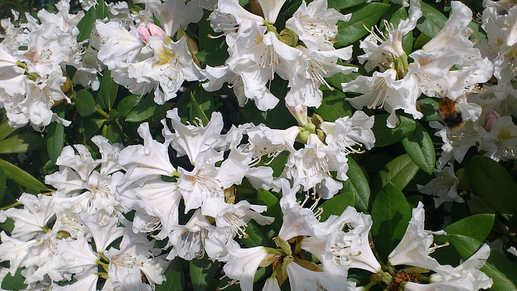 Rhododendron, haven, Blossom, Bloom, natur, blomst, plante
