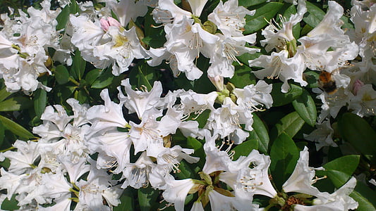 Rhododendron, Aed, õis, Bloom, loodus, lill, taim