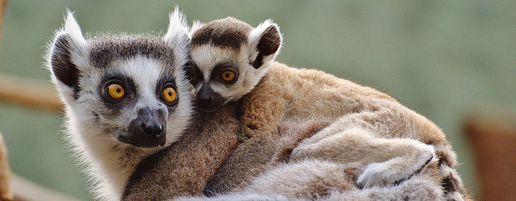 opica, lemur, živalski svet, živalski vrt, mama, mlade živali, varnost