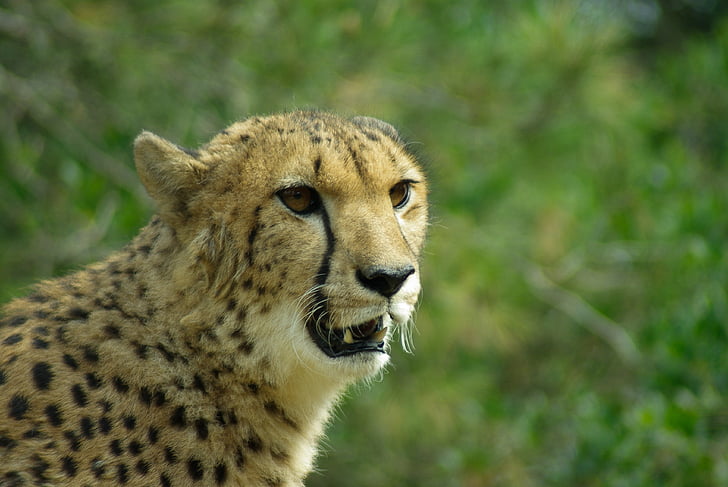 Cheetah, Feline, Tawny, vilde dyr