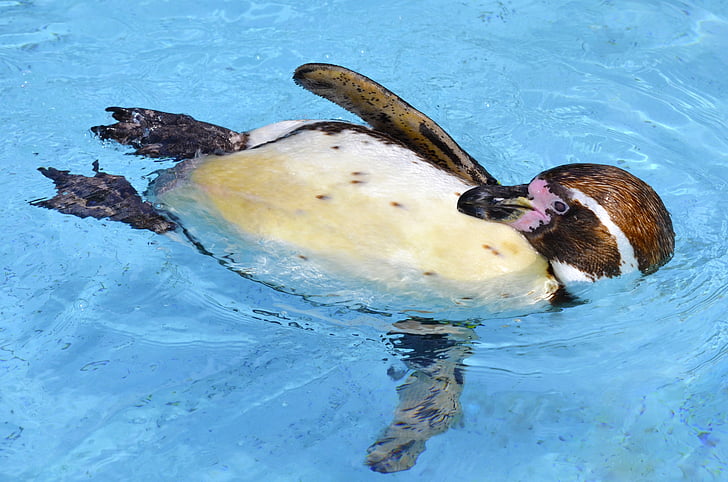 pingvin, Humboldt pingvin, naočale pingvin, vode, Humboldt, plivati, voda ptica
