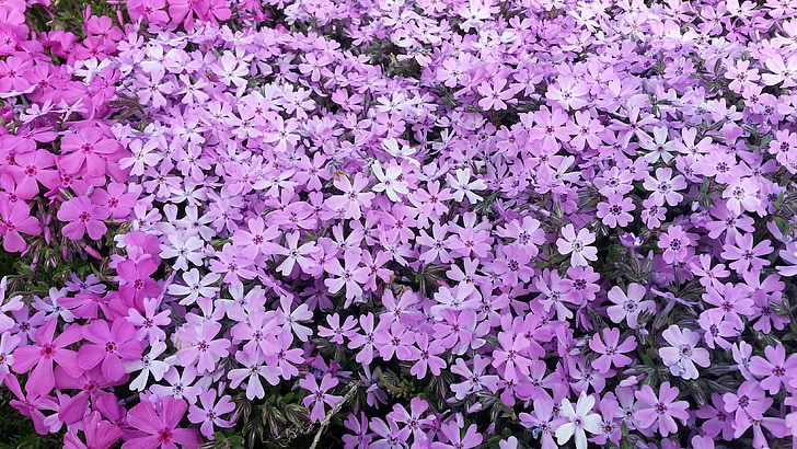 flowers, nature, plants, spring, pink, garden