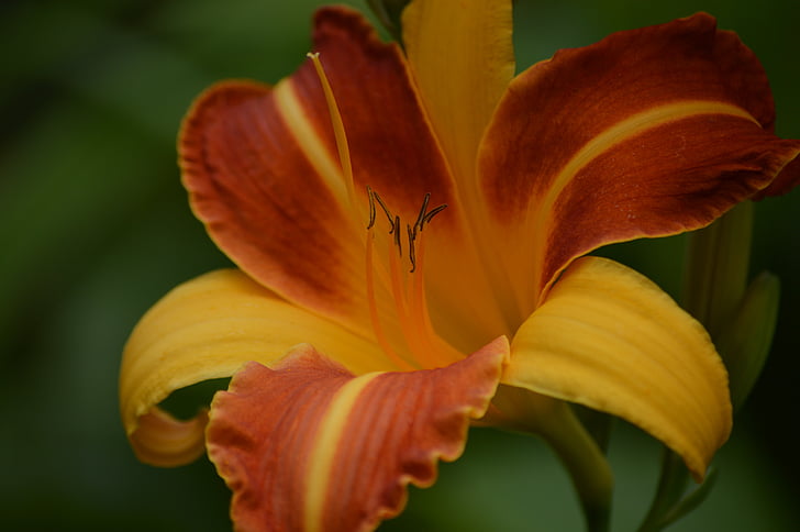 flower, lily, garden, nature, blooming flowers, plants, beauty