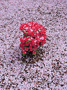 pink, red, azalea, spring, flower, plant