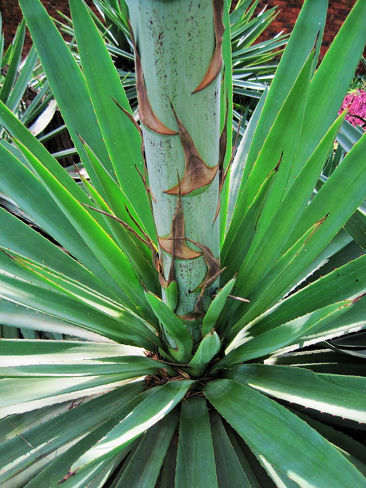 plant, base, leaves, thick, spiky, stem, sisal