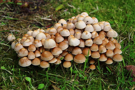 mushrooms, nature, closeup, plants, grass, season, autumn