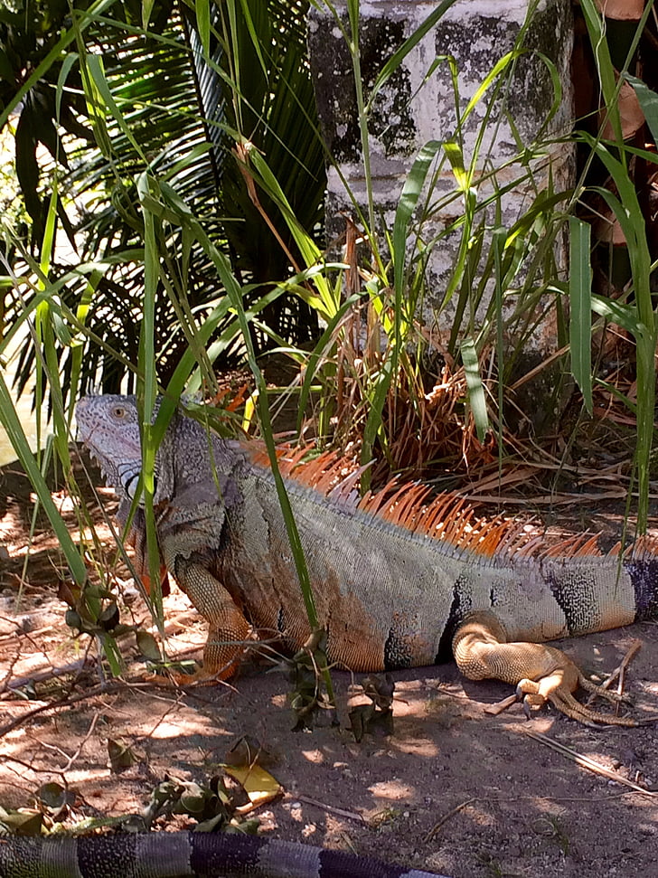 Iguana, Meksika, Puerto vallarta, sürüngen, doğa, hayvan, yaban hayatı