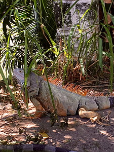 Iguana, Mexiko, Puerto vallarta, plaz, Príroda, zviera, voľne žijúcich živočíchov