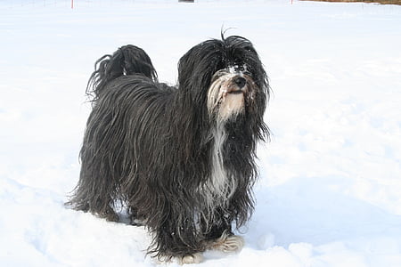 tibetan terrier, dog, canine, animal, black, snow, outdoors