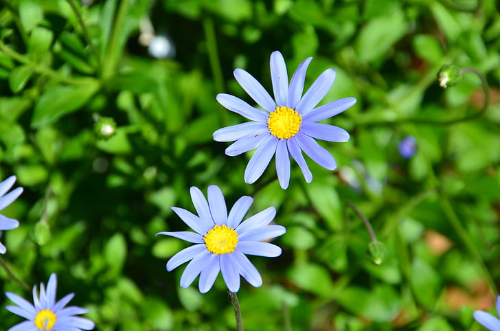 Margarida felicia blau, flor, flor, floració, planta, primavera, botànica