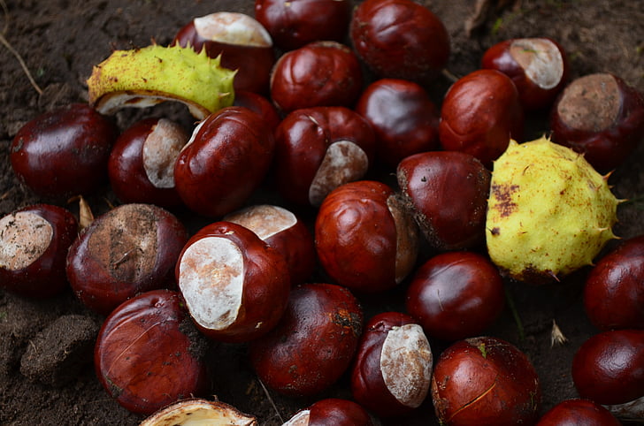 chestnut, musim gugur, berduri, Penyemiran, buah berangan, kastanye hutan, mengumpulkan