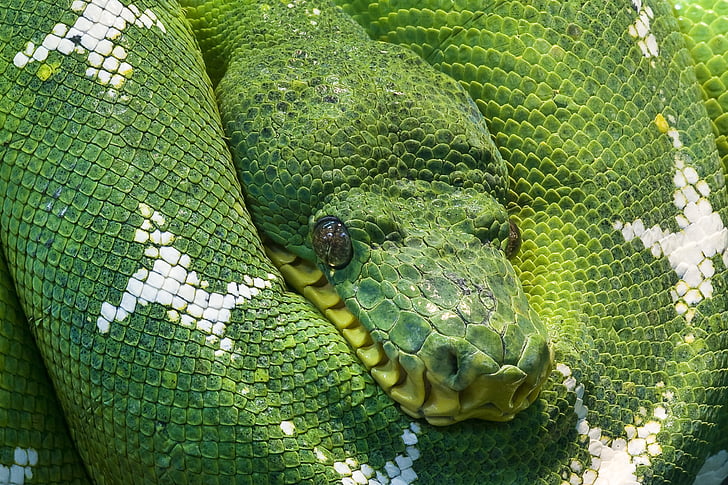 animale, creatura, ochii, verde, Arbore verde python, cap, Python