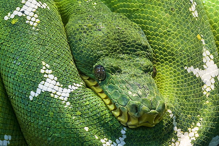 animal, criatura, ojos, verde, Pitón verde de árbol, cabeza, Python