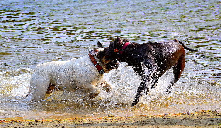 honden, strand, zwemmen, leuk, zon, lente, Bulldog
