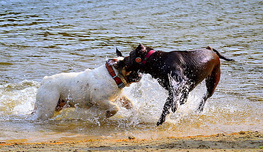 câini, plajă, înot, distractiv, soare, primavara, buldog