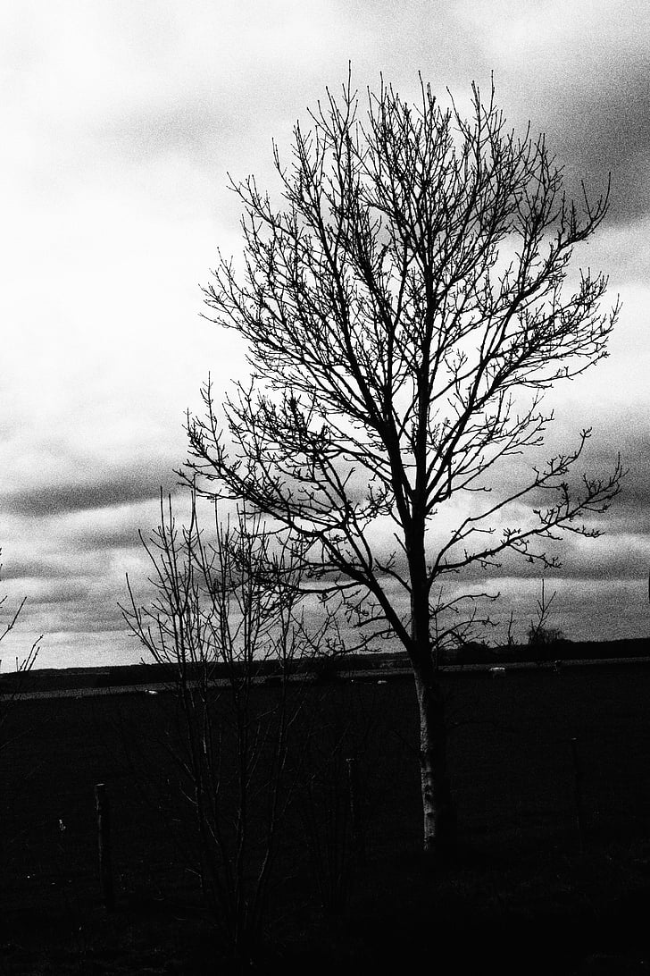 treet, skygge, svart-hvitt, naturlig